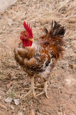 Transilvanya çıplak boyun veya turken horoz tavuk nadir yerli ırk olduğunu