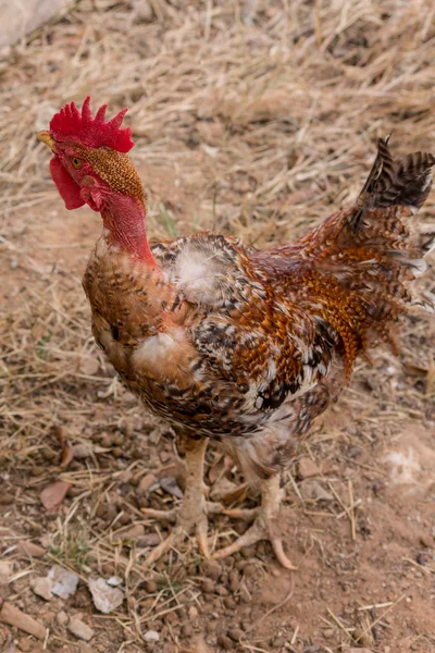 Transylvania Neck Telanjang atau ayam jantan Turken adalah jenis ayam domestik langka — Stok Foto