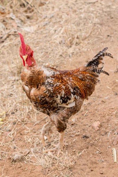 Transylvania Neck Telanjang atau ayam jantan Turken adalah jenis ayam domestik langka — Stok Foto