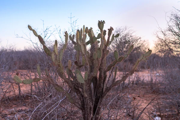Cactus en droge vegetatie bij zonsondergang in de Caatinga, Brazilië — Stockfoto