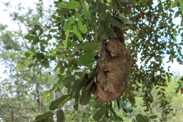 Sloth climbing tree in nature reserve in Brazil Stock Photo by