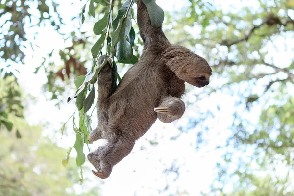 Sloth climbing tree in nature reserve in Brazil Stock Photo by