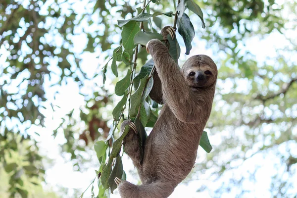 Luiaard klimmen boom in de natuur reserve in Brazilië — Stockfoto