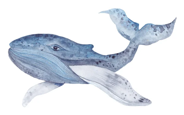 水彩クジラ写真素材 ロイヤリティフリー水彩クジラ画像 Depositphotos