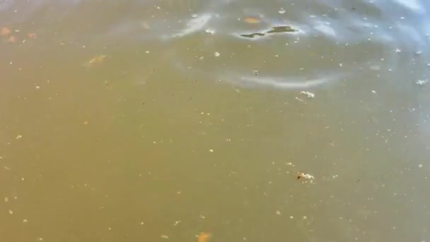 Brun Sale Surface Eau Lac Polluée Par Ruissellement Des Eaux — Video