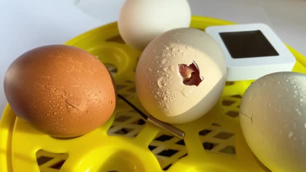 Birth Yellow Little Chick Out Its Egg — Stock Video