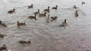 Bir ördek sürüsü nehir kıyısında yüzer ve beslenir.