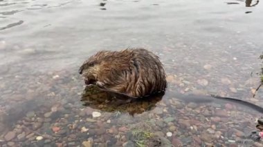 Nehir kıyısının yanındaki suda misk faresi 