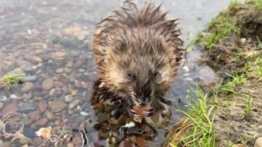 Nehir kıyısının yanındaki suda misk faresi 