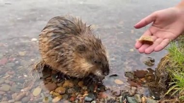 Bir çocuk nehir kıyısındaki suda misk faresini elle besliyor.