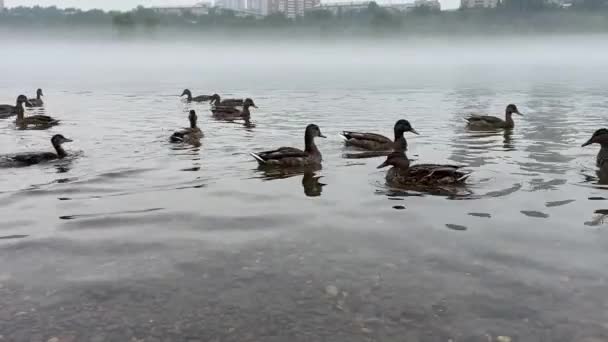 Blízko Břehu Řeky Plave Hejno Kachen Krmí — Stock video