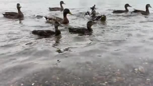 Een Kudde Eenden Zwemt Bij Rivieroever Voedt Zich — Stockvideo