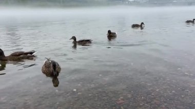 Bir ördek sürüsü nehir kıyısında yüzer ve beslenir.
