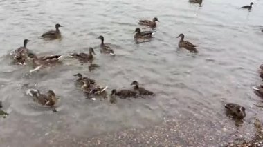 Bir ördek sürüsü nehir kıyısında yüzer ve beslenir.