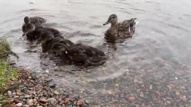 Bir ördek sürüsü nehir kıyısında yüzer ve beslenir.