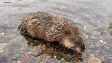 Nehir kıyısının yanındaki suda misk faresi 