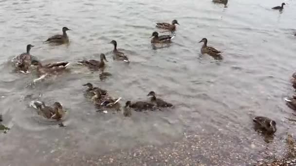 Blízko Břehu Řeky Plave Hejno Kachen Krmí — Stock video