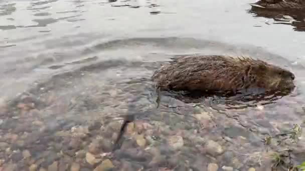 Маскрат Воде Берега Реки — стоковое видео