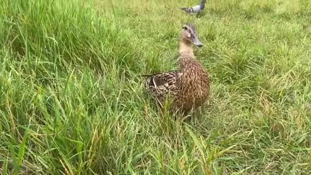 在城市公园茂密的绿草中的野鸭 — 图库视频影像