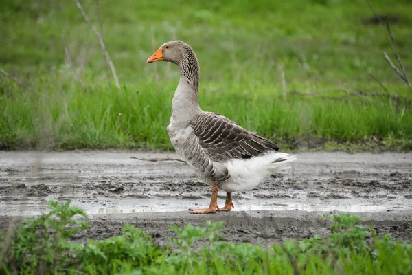 Grey Duckling taking a walk on a dirt road