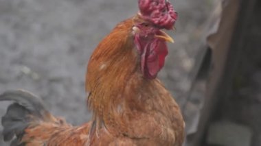 Köyde tavuk. Bahçede çim yeme tavuk. Doğal köy tavuk.