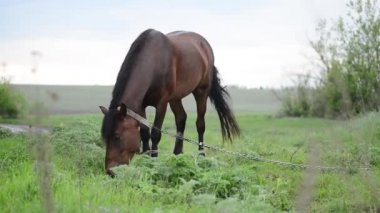 at bir kalmak alan, at rahat, at bir çayırda otlatma