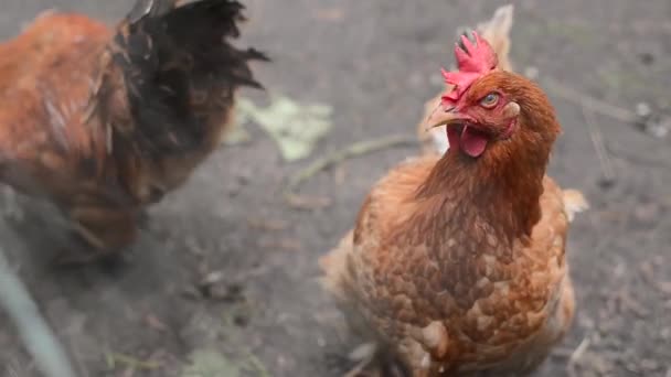 Pollos en el pueblo. Pollos comiendo hierba en el patio. Pollos de aldea natural . — Vídeos de Stock