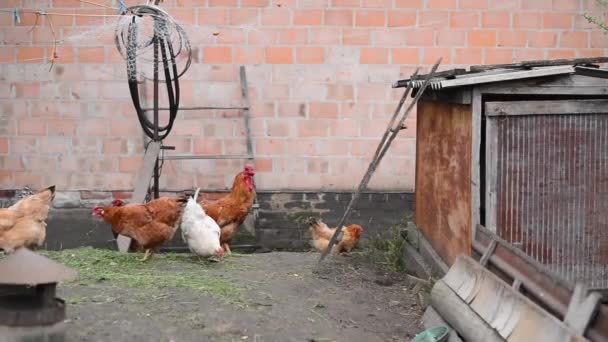 Куры в деревне. Цыплята едят траву во дворе. Натуральные цыплята . — стоковое видео