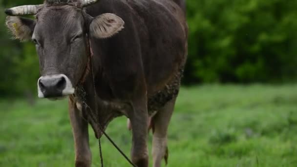 Vacas en el pueblo pastando en un prado — Vídeos de Stock