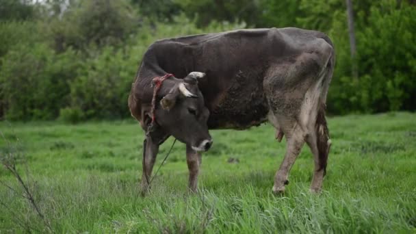 Mucche nel villaggio al pascolo in un prato — Video Stock