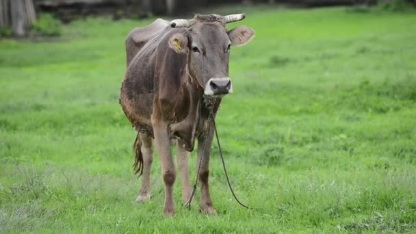 Mucche nel villaggio al pascolo in un prato — Video Stock