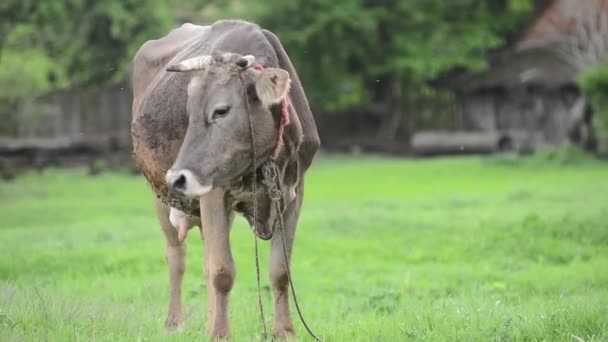 Vacas en el pueblo pastando en un prado — Vídeos de Stock