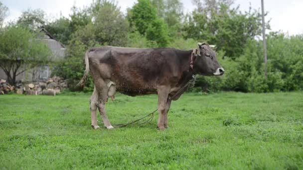 Корови в селі пасуться на лузі — стокове відео