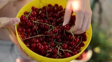 eller kadın teftiş kırmızı Frenk üzümü berry