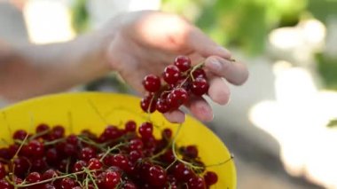 eller kadın teftiş kırmızı Frenk üzümü berry