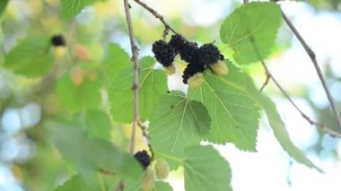 Olgun siyah dut Morus ağaç dalı üzerinde asılı