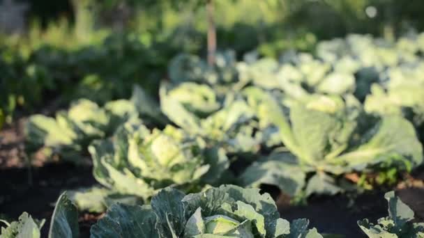 Harvesting cabbage  in the garden — Stock Video
