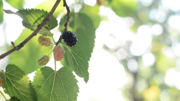 Baies noires mûres accrochées à la branche d'arbre Morus — Video