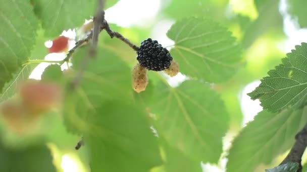 Baya negra madura colgando de la rama del árbol de Morus — Vídeos de Stock