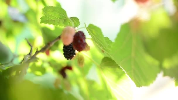 Ripe black berry hanging on Morus tree branch — Stock Video