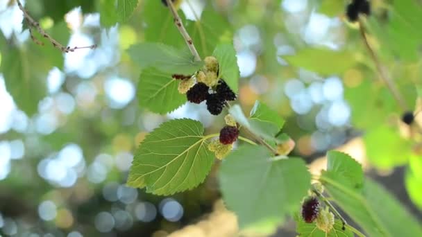 Baies noires mûres accrochées à la branche d'arbre Morus — Video