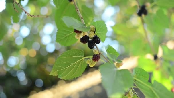 Baies noires mûres accrochées à la branche d'arbre Morus — Video