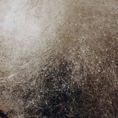 Mantar gelişiminin ve doğal organik dokunun detaylı yapısını gösteren görünen lifler ve küçük spor topları ile makro yakın plan küf..