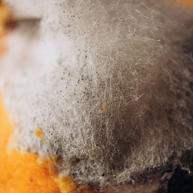 Mantar gelişiminin ve doğal organik dokunun detaylı yapısını gösteren görünen lifler ve küçük spor topları ile makro yakın plan küf..