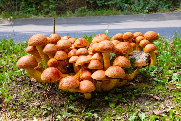 Nameko-Pilze am Straßenrand — Stockfoto