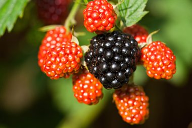 Yabani böğürtlenlere yakın çekim