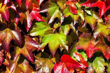 Vahşi şarap yaprakları