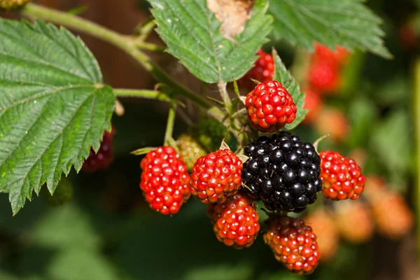 Κοντινό πλάνο των άγριων Blackberries — Φωτογραφία Αρχείου