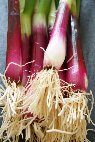 Close up of red scallions — Stock Photo, Image