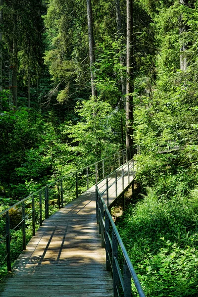 जंगलात लाकडी पाऊल पूल — स्टॉक फोटो, इमेज